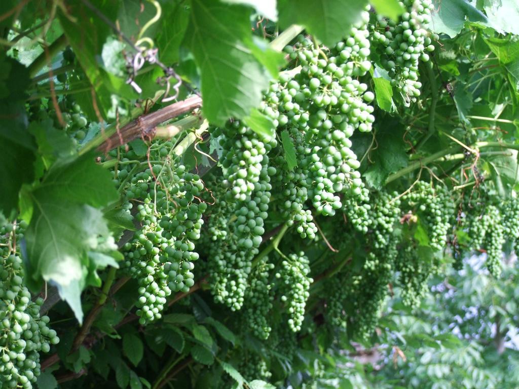 Kerschbamerhof Im Sueden Suedtirols Cortaccia sulla Strada del Vino Extérieur photo
