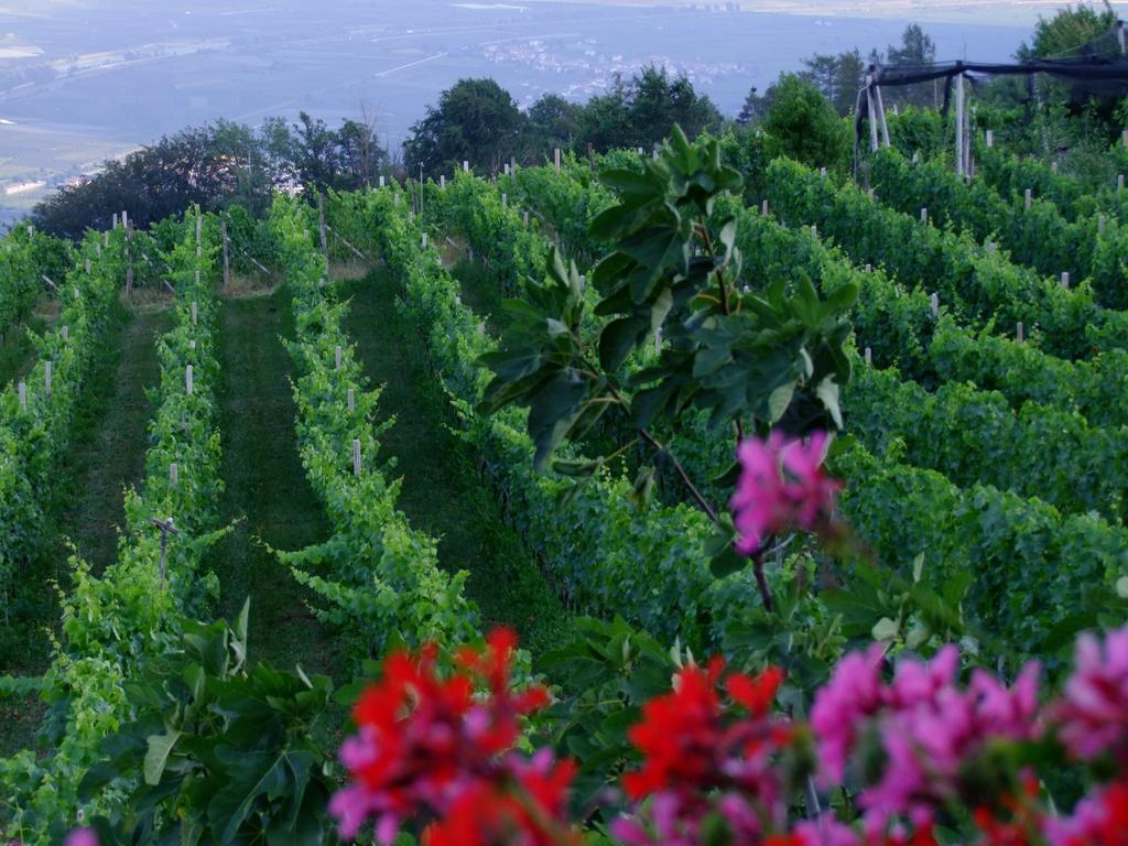 Kerschbamerhof Im Sueden Suedtirols Cortaccia sulla Strada del Vino Extérieur photo
