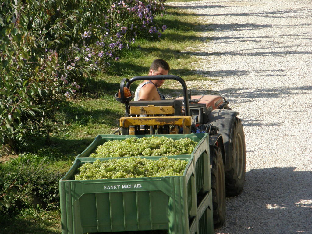 Kerschbamerhof Im Sueden Suedtirols Cortaccia sulla Strada del Vino Extérieur photo