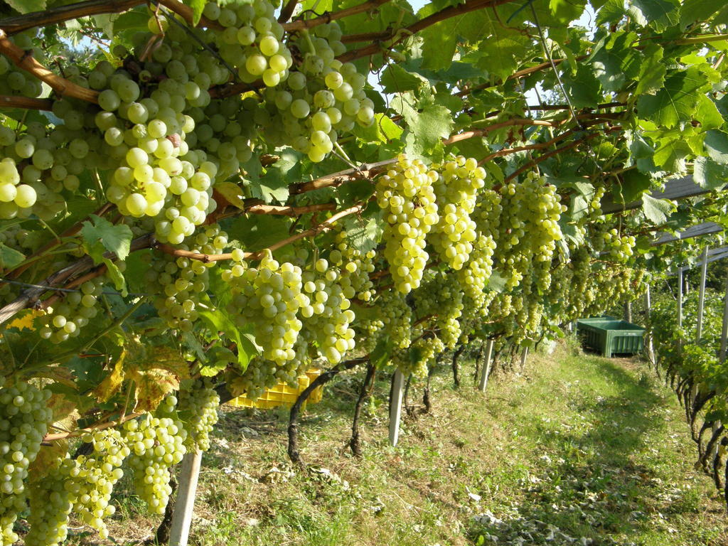 Kerschbamerhof Im Sueden Suedtirols Cortaccia sulla Strada del Vino Extérieur photo